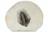 Spiny Comura Trilobite - Ofaten, Morocco #245915-5
